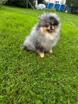 Pomeranian - 8