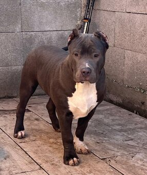 American Bully - 8