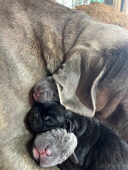 Cane Corso šteniatka - 8