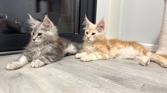 ELLIOT❣️Mainská Myvalia Maine Coon mačiatka - 8