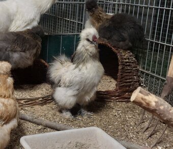 Hodvabnicka kohuty- 3 farby - 8