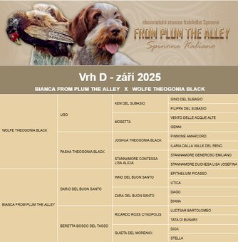 Taliansky spinone - 8
