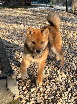 Shiba Inu fenka s PP. - 8