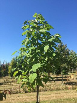 Paulownia Tomentosa volnokorenná minuloročná - 8