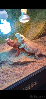 Agama bradata plus terarium - 8
