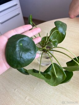 Izbové rastliny - pilea peperomioides a Epipremnum Divý Jano - 8