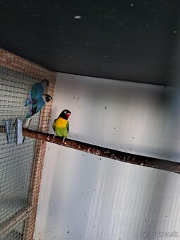 2025-Agapornis škraboškový Samček aj Samička. - 8