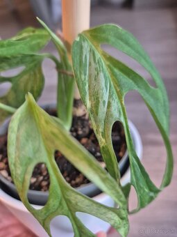 Vzácne izbové rastliny - 8