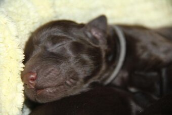 Flat coated retriever - 8