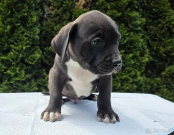 American Bully xl - 8