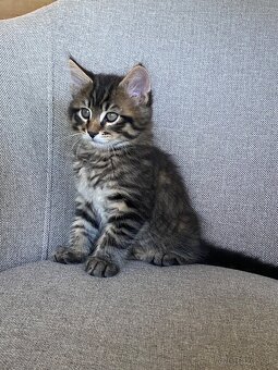 mačiatka Maine Coon/Nórska lesná + veľký domáci kocúr - 8