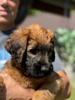 Briard s PP - 8
