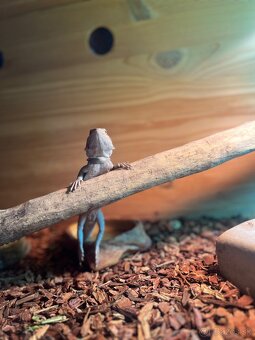 Terarium + samec agamy bradatej - 8