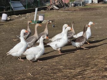 Tulúzska hus , Slovenská biela hus - 8
