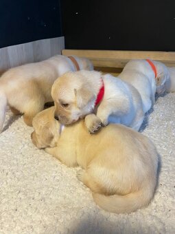 labradorský retriever FCI -zdravy šteniatka, otec Grand šamp - 8