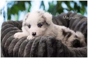 Border Collie Border Kolia s PP FCI  barva Blue Merle - 8