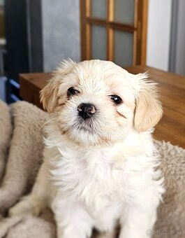 Havanský psík/ Bichon Havanais s PP - 8
