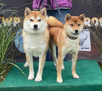 Shiba   s PP / FCI / - 8