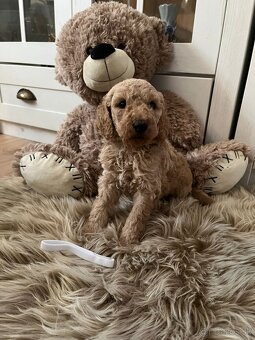 Goldendoodle F2 - 8