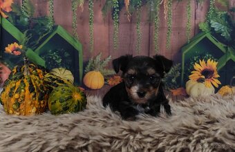 Yorkshire terrier - 8