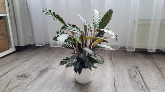 Kalatea (Calathea rufibarba) - 8