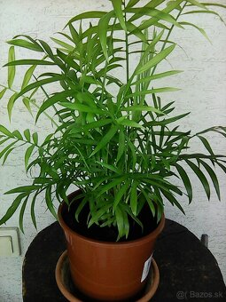predám sadenice echinacea... - 8