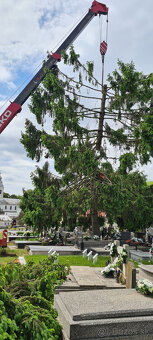 Vyrub rizikových stromov - orez - 8