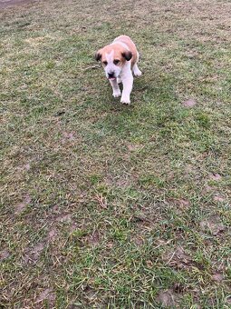 Darujem šteniatko - 8