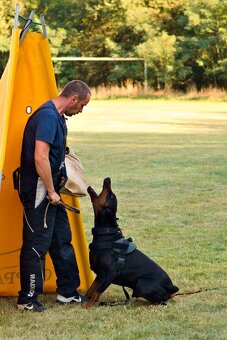 Doberman chovný pes - na krytie - 8