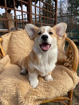 corgi - 8