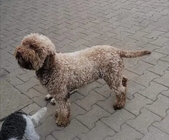 Lagotto romagnolo - psi - 8