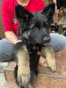 Nemecký ovčiak - 8