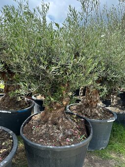 Predám Olivy Bonsai - 8