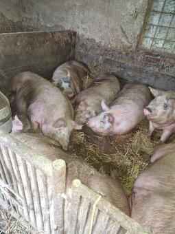 Predaj osípané - 8