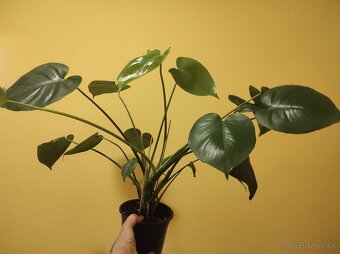 MONSTERA DELICIOSA - 8