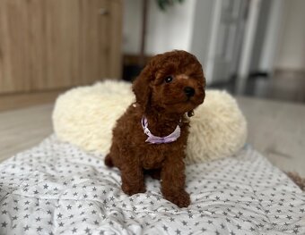 Toy uszkár , poodle , Pudel, pudlik - 8