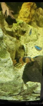 Predám panoramatické akvárium 200l, komplet alebo zvlášť - 8