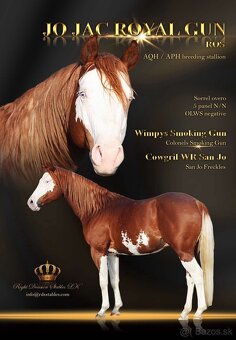 🌟🐴 Na predaj výnimočný QH žrebček - 8