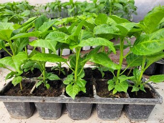Predaj priesady sadenice planty chilli papriky - 8