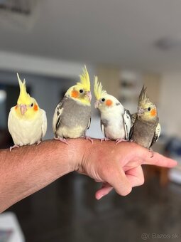 Korela ručne dokrm Maznačik - 8