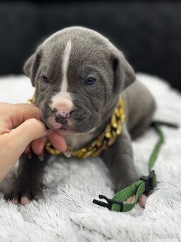 XL Bully šteňatá čoskoro k odberu - 8