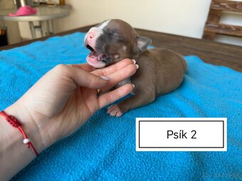 Šteniatka Americký stafordšírský teriér, staford, staffy - 8