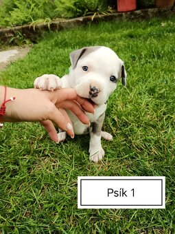 Šteniatka Americký stafordšírský teriér, staford, staffy - 8