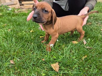 Šteniatka Tatranský durič - 8