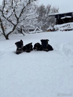 Nemecký ovčiak - 8