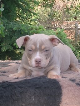 American bully - 8