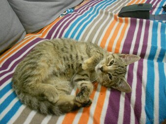 Darujem mačiatko - 8