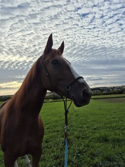 Prenájom kobyly - 8