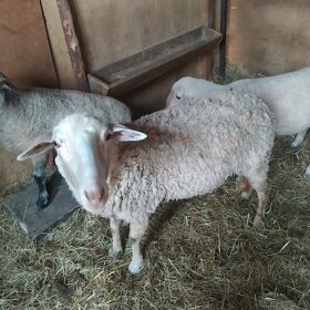 Predam 1 rocnu ovcu s jahnickou - 8