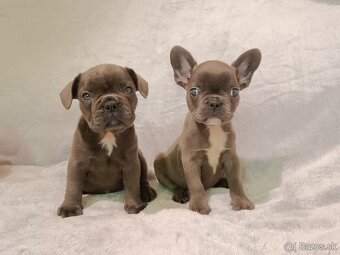Francúzsky buldoček, šteniatka Blue, Faun, Black Tan - 8